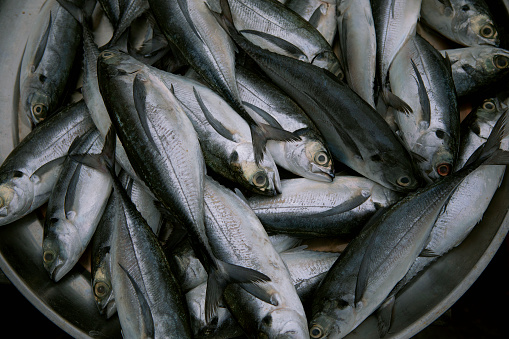 Ikan Laut Segar